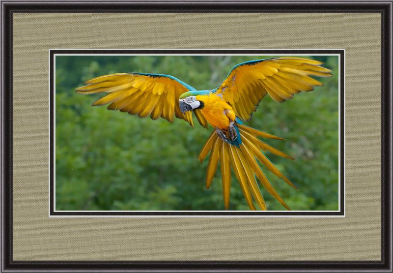bird in flight framed