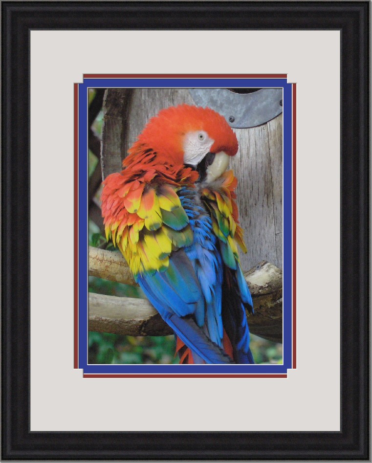 parrot